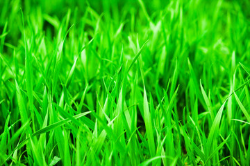 Close up on fresh green grass texture background