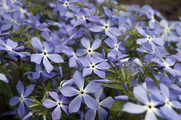 Blue phlox flower garden