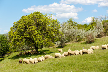 Fototapeta premium Fresh green grass on sunny field, blue sky with light white clouds