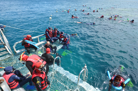 People snorkelling and dive from a platform in the Great Barrier