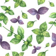 Watercolor vector seamless pattern hand drawn herb basil .
