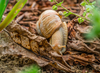 A snail and her baby on a walk through some dry leafs