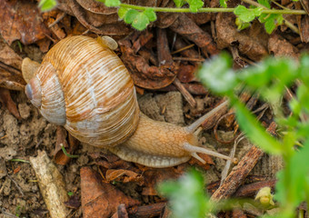 A snail and her baby on a walk through the dry leaf