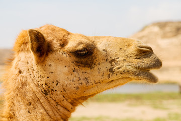 in oman camel  empty quarter of desert a free dromedary near the