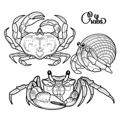 Graphic vector crab collection