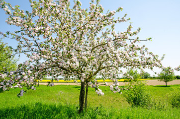 Grußkarte: Schönheit im Frühling: Zarte, rosa Apfelblüten :)