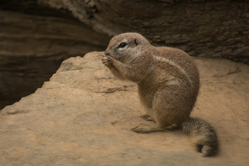 Squirrel, Cape Ground Squirrel