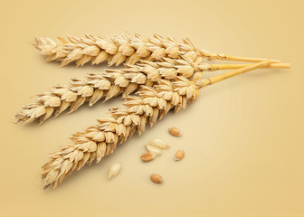 Dried Wheat Ear