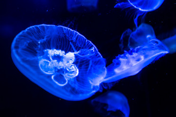 Moon Jellyfish in sea water