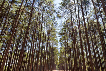 Pine forest name Suan Son Bor Kaew in Chiang Mai, Thailand. with lens flare