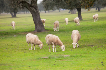 Sheep grazing on a green meadow