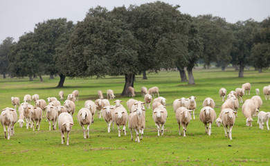 Sheep grazing on a green meadow