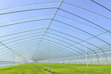 Fototapeta premium The cultivation of rice seedlings plastic greenhouses