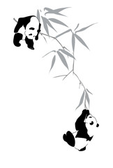 Obraz premium Pandas on bamboo branch
