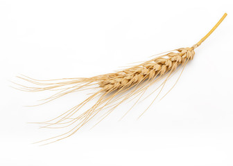 Dried Wheat Ear