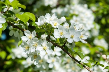 Obraz na płótnie Canvas Flowers of the Apple-tree white color