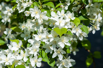 Flowers of the Apple-tree white color