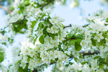 Flowers of the Apple-tree white color