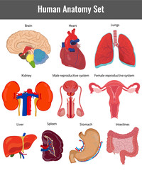 Human anatomy set. Human organs detailed vector