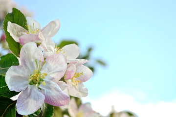 spring landscape. Flowering apple tree. Spring flowering garden.