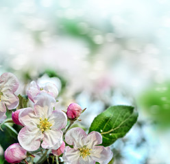 spring landscape. Flowering apple tree. Spring flowering garden.