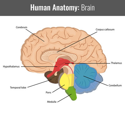 Human Brain detailed anatomy. Vector Medical
