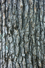 Fototapeta premium Tree bark