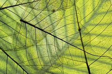 Fototapeta premium a leaf texture close up