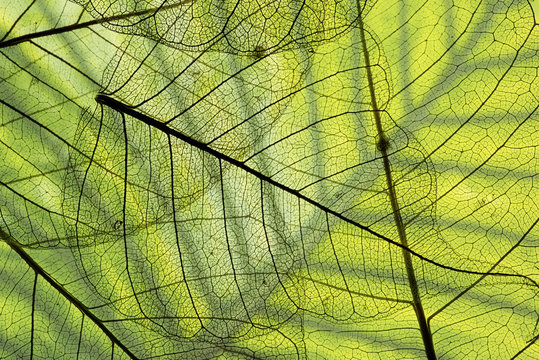 a leaf texture close up © Vera Kuttelvaserova