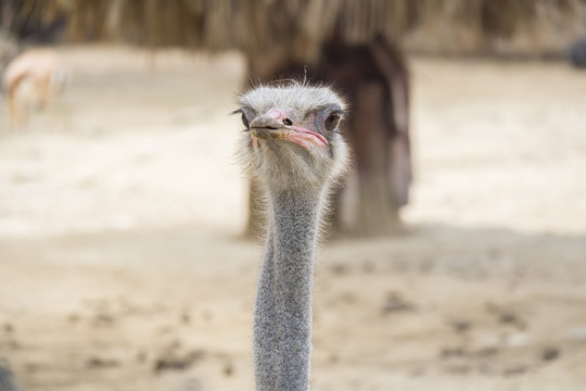 Struthio camelus head, Ostrich head