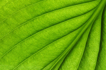  green leaf texture
