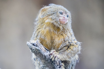 Callithrix pygmaea, Pygmy marmoset