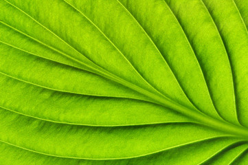  green leaf texture