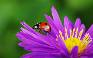Ladybug and flower