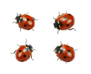 Ladybugs isolated on white