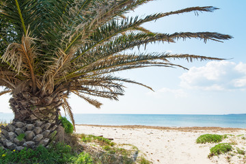 palm tree by the sea