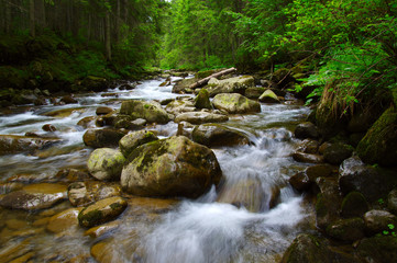 Fototapeta na wymiar Mountain river in the green forest