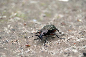 Carabus granulatus forest insect