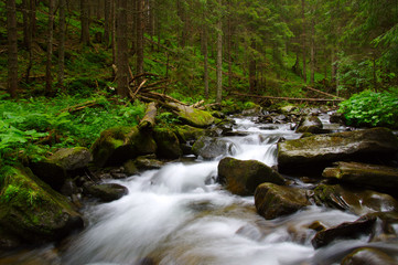 Obraz premium Mountain river in the green forest