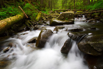 Mountain river in the green forest