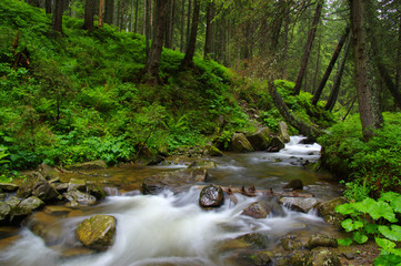 Fototapeta na wymiar Mountain river in forest.