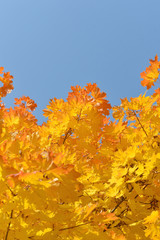  leaves against the sky
