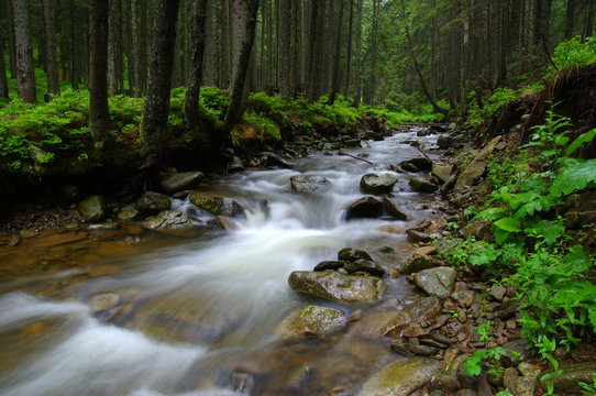 Mountain river in forest.
