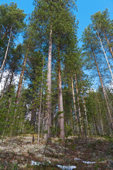 Obraz premium landscape in the spring forest.