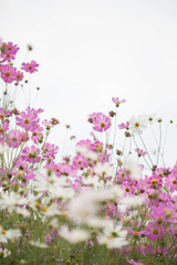 Obraz na płótnie Canvas Pink cosmos flowers in garden close up