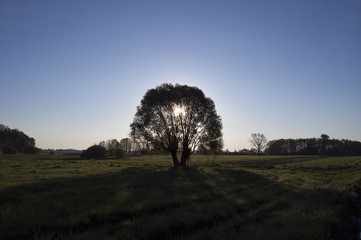 Fototapeta na wymiar Sun rising behind a tree in the meadow