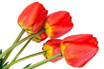 Beautiful Spring Flowers Tulips on White Background