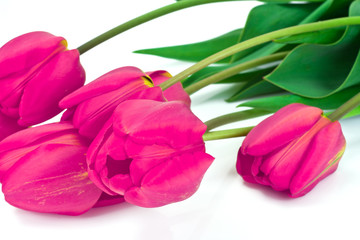 Beautiful Spring Flowers Tulips on White Background