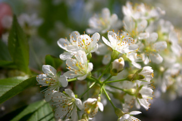 черемуха весной 1