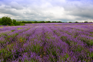 Naklejka na ściany i meble Big field of blooming lavender on a summer day